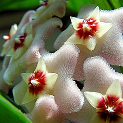 Hariliku vahalille (Hoya carnosa) õied