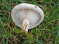 Lactarius pubescens