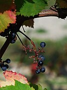 Piccoli frutti di un "lambrusco" femminile