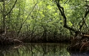 Manglares de la costa pacífica mexicana del sur