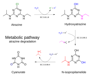 Biodegradation - atrazine chlorohydrolase pathway