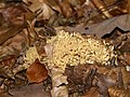 Ramaria botrytis