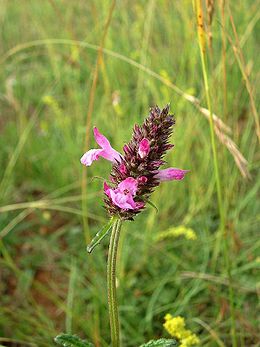 Vaistinė notra (Stachys officinalis)