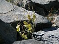 Shieldleaf (Streptanthus tortuosus) flowers&pods