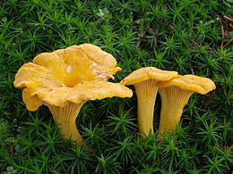 Лисичка справжня (Cantharellus cibarius Fr.)