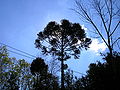 Araucária na cidade de Dois Vizinhos