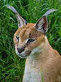 Caracal par Caroline Granycome (cc-by-sa-2.0).