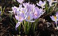 Crocus sp.