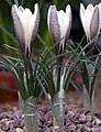 Crocus alatavicus