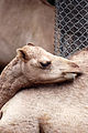 Dromedary Camel