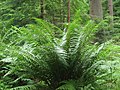 Щитовник родственный (Dryopteris affinis)