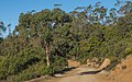   Eucalyptus gunnii in habitat (Introduced in France).