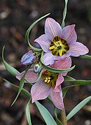 Flower of Fritillaria gibbosa