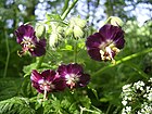 Geranium phaeum