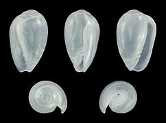 Gibberula celerae, shell