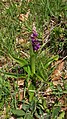 Orchis mascula Germany - Furtwangen