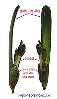 Inflorescence de Posidonia oceanica. La spathe foliacée, dont une valve a été arrachée, enserre un spadice verdâtre