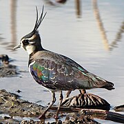 Photographie d’un Vanneau huppé de côté, sur fond de lac.