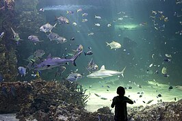 Sea Life Sydney Aquarium