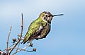 Image 97Anna's hummingbird in Pacifica, California