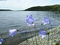 Campanula rotundifolia, Norway