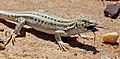 39 Bosc's fringe-toed lizard (Acanthodactylus boskianus asper) juvenile uploaded by Charlesjsharp, nominated by Charlesjsharp