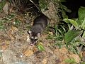 Philander opossum (cat.)