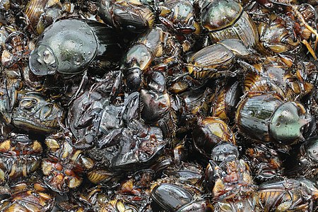 Fried beetles in Asian cuisine (Entomophagy)