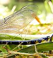 male, detail