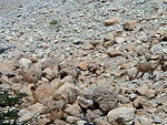 Three countershaded and cryptically coloured ibex almost invisible in the Israeli desert