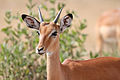 5 Male impala headshot uploaded by Muhammad Mahdi Karim, nominated by Muhammad Mahdi Karim