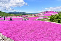 茶臼山高原の芝桜