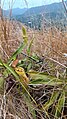 Pitcher plant along the slopes of Mt. Tapyas