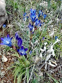 Gentiana olivieri