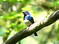 Japanschnäpper (Cyanoptila cyanomelana)