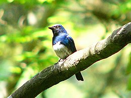 Mėlynbaltė musinukė (Cyanoptila cyanomelana)