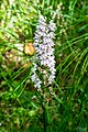 Orchis des bois (Orchidaceae)