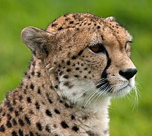 Close-up of the face of a cheetah showing black tear marks running from the corners of the eyes down the side of the nose