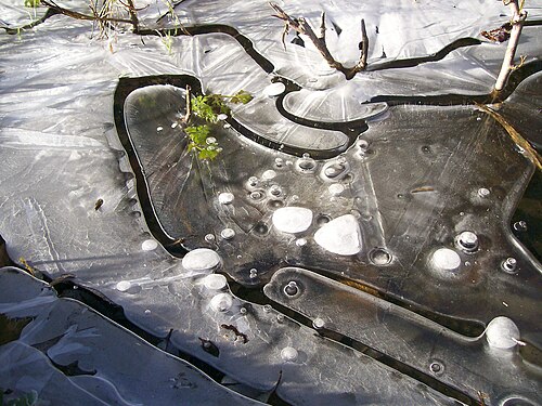 Frozen puddle on the urban wetland verge.