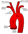 Esquema de las ramas de la aorta proximal.