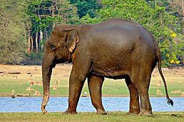 Самиця, Nagarhole National Park