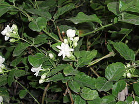 Μπουγαρίνι ή φούλι (Jasminum sambac)