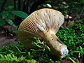 Lactarius luteolus (Syn. Lactifluus luteolus)