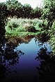 View of Ciénega Creek, in the Las Cienegas National Conservation Area