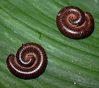 April 12: The millipede Leptogoniulus sorornus.