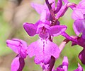 Orchis mascula Turkey