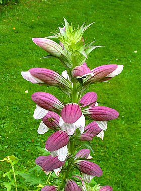 Acanthus mollis