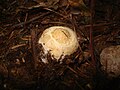 Amanita rubescens