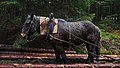 33 Draft horse pulling logs in Parc naturel Hautes Fagnes, Eupen, Belgium (VeloTour 54 to 55, DSCF3703) uploaded by Trougnouf, nominated by Trougnouf