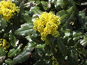 Flowers and leaves